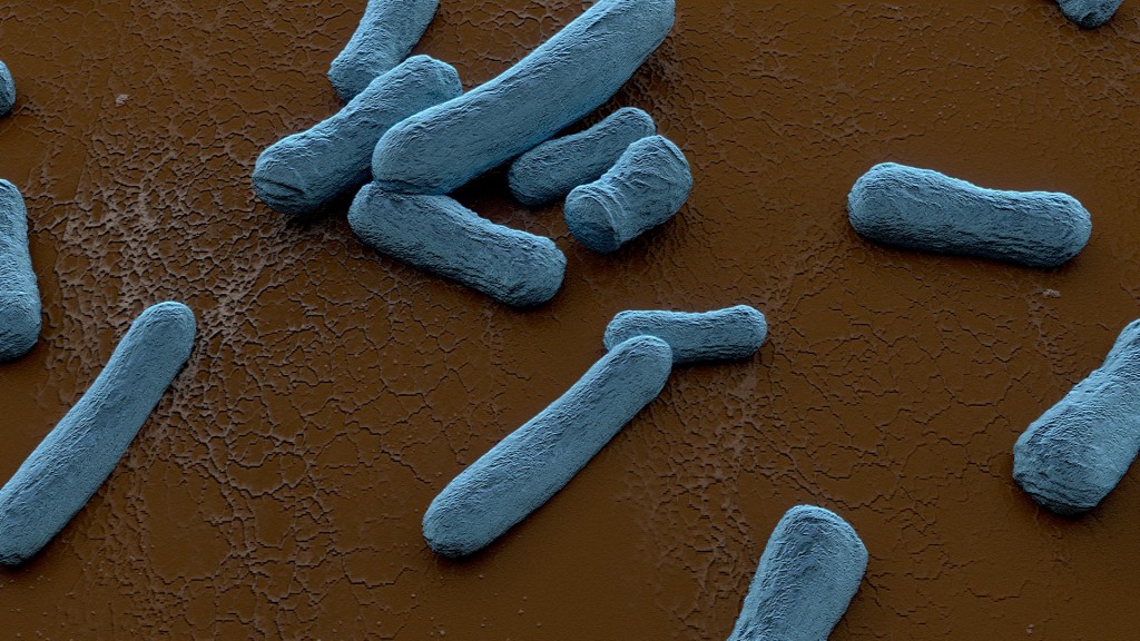 Bacteria on Scanning Electron Microscope preview image 1